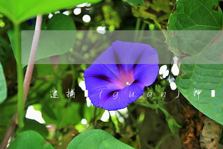 逮捕關(guān)押時間多久請律師有用