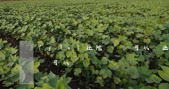 進(jìn)法院駕駛證可以嗎(法院立案駕駛證可以嗎)