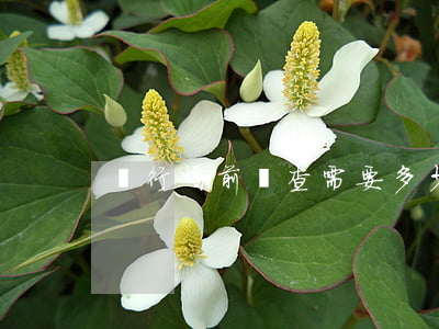 進行婚前檢查需要多少錢（辦結婚證要婚檢嗎）
