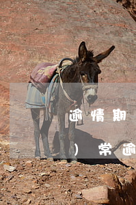 逾情期間房貸逾期20天(房貸經(jīng)常逾期一兩天)