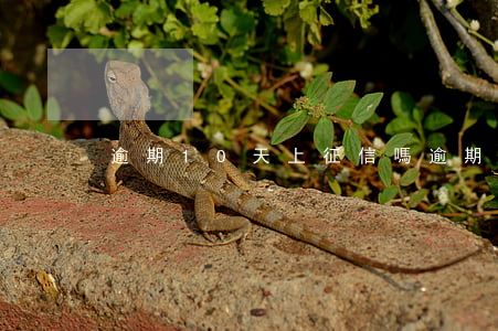 逾期10天上征信嗎（逾期11天信用卡征信）