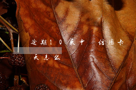逾期10天申請信用卡(銀行信用卡逾期10天怎么辦)