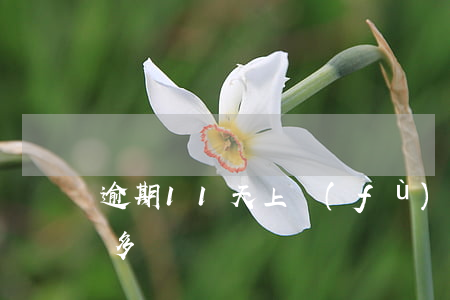 逾期11天上負(fù)面記錄(逾期記錄十多條)