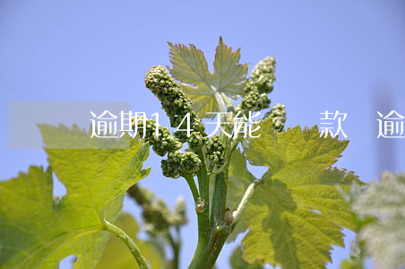 逾期14天能辦貸款嗎(逾期13天怎么辦)
