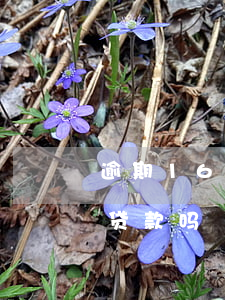 逾期16次能贷款不(信用卡逾期12次还能贷款吗)