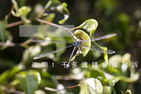 逾期1千多塊錢會被起訴嗎