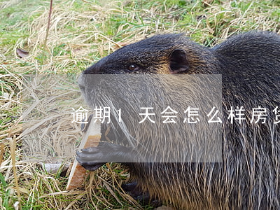逾期1天会怎么样：房贷、透支卡的后果