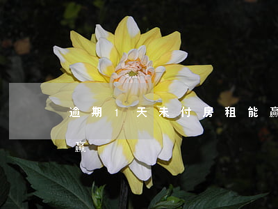 逾期1天未付房租能贏(逾期1天未付房租能贏)