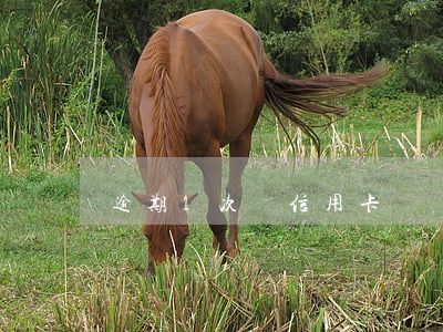 逾期1次辦信用卡