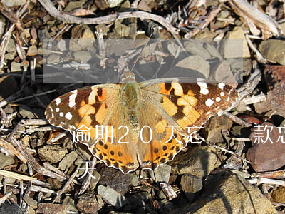 逾期20天忘記還款(忘記還信用卡逾期10天)