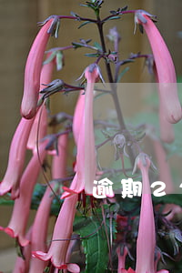 逾期22次影響大嗎(逾期22次影響大嗎)