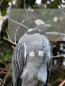 逾期23次能貸款嗎(逾期33次怎么辦)
