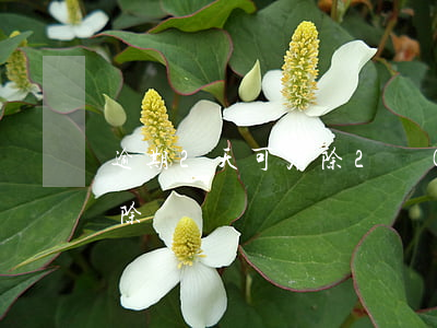 逾期2天可消除(2個(gè)月逾期怎么消除)