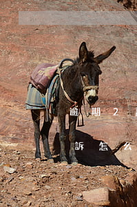 逾期2萬被銀行起訴 銀行逾期5萬以上被起訴怎么判