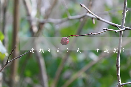 逾期360天屬于(逾期360天屬于)