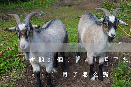 逾期3個(gè)月了怎么處理(逾期三個(gè)月了怎么辦)