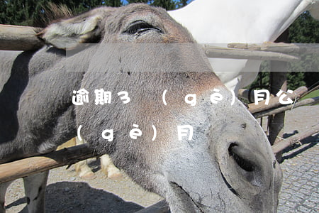 逾期3個(gè)月公積金貸款嗎(逾期三個(gè)月)