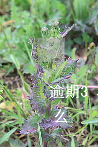 逾期3年以上意味什么(逾期3年以上意味什么)
