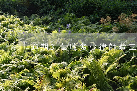 逾期3萬收多少律師費(三萬五律師費多少錢)