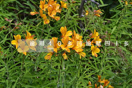 逾期40多回(逾期四十多次怎么辦)