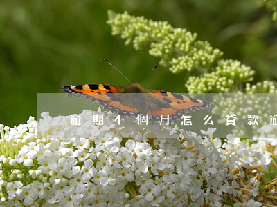 逾期4個月怎么貸款(逾期四個月了怎么補救)