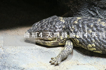 逾期4天借錢(逾期4天借錢)