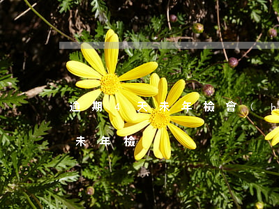 逾期4天未年檢會(huì)怎樣（逾期4天未年檢）