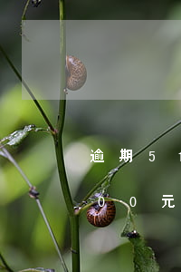 逾期51個月還能辦理什么信用卡 信用卡500元逾期96個月需要還多少