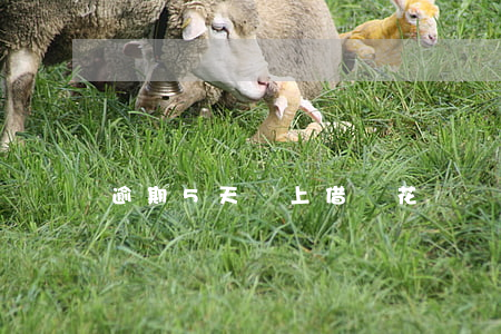 逾期5天還上借唄花唄還能用嗎-