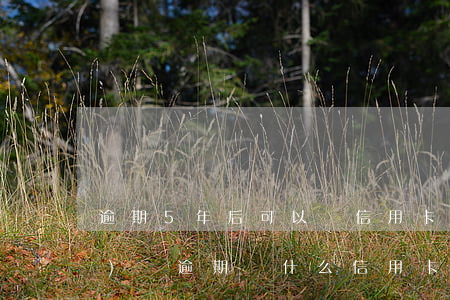 逾期5年后可以辦信用卡嗎?（5年內(nèi)沒逾期為什么信用卡下不了）
