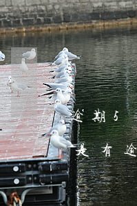 逾期5年貸款五級分類(征信五級分類正常,但是有逾期可以貸款嗎)