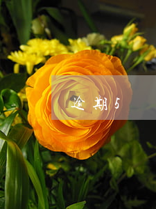 逾期5條算多嗎(逾期5期什么意思)
