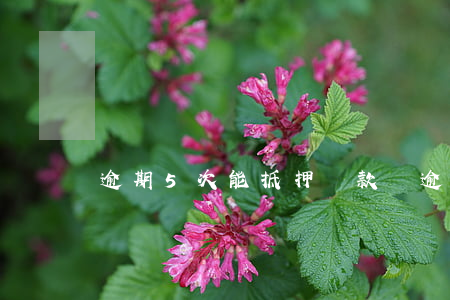 逾期5次能抵押貸款嗎(逾期五次能貸款買房嗎)