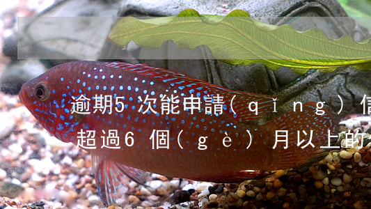 逾期5次能申請(qǐng)信用卡嗎(逾期超過6個(gè)月以上的信用卡,該如何處理?)