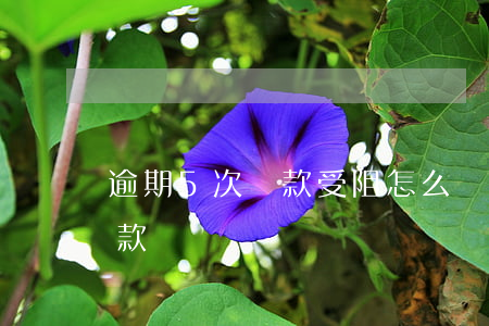 逾期5次貸款受阻怎么辦(逾期5次能不能貸款)