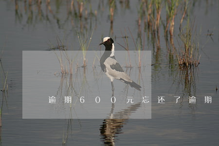 逾期600元忘还了(逾期600元忘还了)