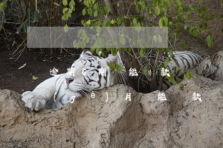 逾期6期還能貸款嗎(連續(xù)逾期6個(gè)月還能貸款買房嗎)