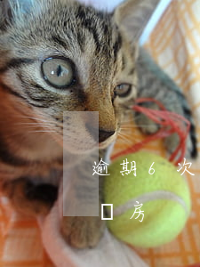 逾期6次房貸能否辦下來(逾期6次怎么貸款買房)