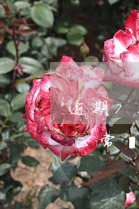 逾期7次不連續(xù)還能貸款(逾期七次正常貸款)