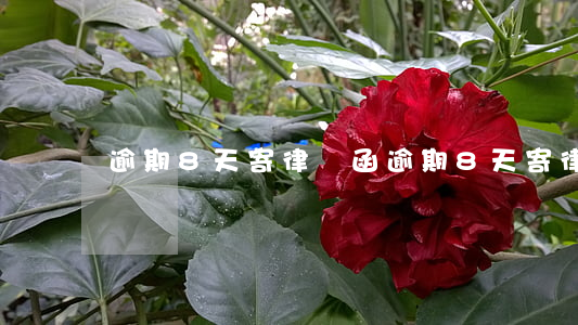 逾期8天寄律師函（逾期8天寄律師函）