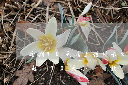 逾期90天以上信用卡欠款種類（信用卡逾期超過90天小額還款）