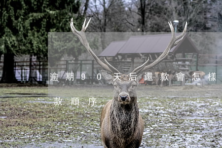 逾期90天后還款會怎樣(逾期90天以上還款順序)