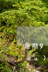 逾期91天后先還本金，逾期91天后，優(yōu)先償還本金的策略