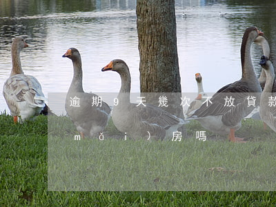 逾期9天幾次不放貸款(逾期9次能貸款買(mǎi)房嗎)
