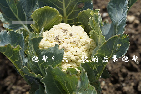 逾期9天還款的后果(逾期9天還款的后果)
