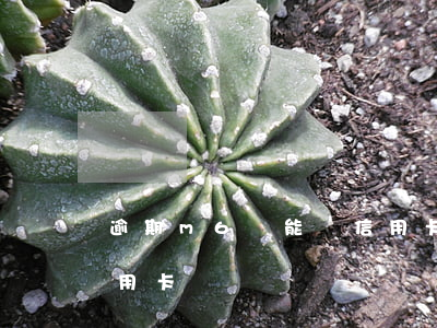 逾期m6還能辦信用卡嗎(逾期m6還能辦信用卡嗎?)