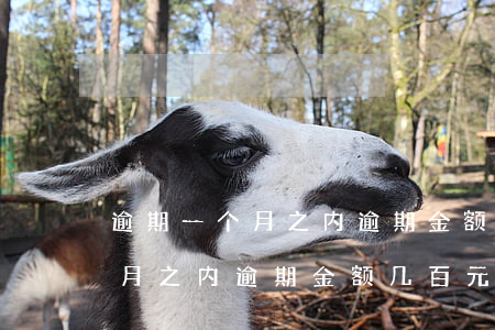 逾期一个月之内逾期金额几百元-逾期一个月之内逾期金额几百元怎么办