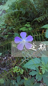 逾期一个月能不能停息挂账