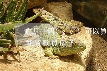 逾期一個(gè)可以買房貸款么(逾期能不能貸款買房子)