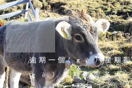 逾期一個(gè)星期影響多大(逾期一個(gè)星期影響多大)